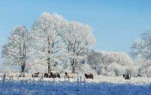 Galette des reines et des rois 6 janvier 2026