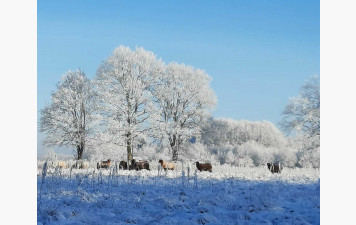 Galette des reines et des rois 6 janvier 2026